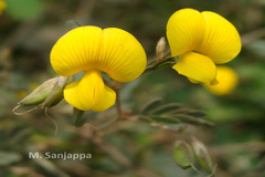 Smithia sensitiva